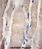 Phosphohistidine Phosphatase 1 antibody, abx031658, Abbexa, Immunohistochemistry paraffin image 