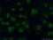 Amelotin antibody, 24463-1-AP, Proteintech Group, Immunofluorescence image 