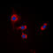 Gamma-Aminobutyric Acid Type A Receptor Beta1 Subunit antibody, LS-C356048, Lifespan Biosciences, Immunofluorescence image 