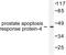 Pro-Apoptotic WT1 Regulator antibody, LS-C176187, Lifespan Biosciences, Western Blot image 