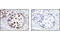 Heat Shock Transcription Factor 1 antibody, 4356S, Cell Signaling Technology, Immunohistochemistry paraffin image 