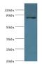 Striatin antibody, LS-C376695, Lifespan Biosciences, Western Blot image 