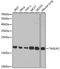 Transgelin 2 antibody, A6761, ABclonal Technology, Western Blot image 