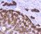Keratin 18 antibody, NBP2-67468, Novus Biologicals, Immunohistochemistry paraffin image 