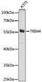 Tripartite Motif Containing 4 antibody, A15922, ABclonal Technology, Western Blot image 