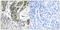 Ras Responsive Element Binding Protein 1 antibody, abx014803, Abbexa, Immunohistochemistry paraffin image 
