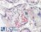 Corticotropin Releasing Hormone Binding Protein antibody, LS-B15599, Lifespan Biosciences, Immunohistochemistry paraffin image 