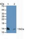 ATP Synthase Peripheral Stalk Subunit F6 antibody, abx130689, Abbexa, Western Blot image 