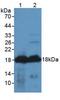 Agouti Related Neuropeptide antibody, MBS2013510, MyBioSource, Western Blot image 