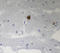 Tau, 316-355 antibody, 816703, BioLegend, Western Blot image 