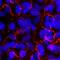 L Afadin antibody, MAB78291, R&D Systems, Immunocytochemistry image 