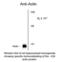 Actin Alpha 1, Skeletal Muscle antibody, 50-126, ProSci, Western Blot image 