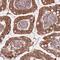 Fucosyltransferase 3 (Lewis Blood Group) antibody, HPA046966, Atlas Antibodies, Immunohistochemistry frozen image 