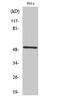 Radical S-Adenosyl Methionine Domain Containing 1 antibody, GTX34184, GeneTex, Western Blot image 