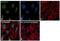 HNRPK antibody, PA5-27522, Invitrogen Antibodies, Immunofluorescence image 