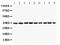 Paraoxonase 2 antibody, LS-C313345, Lifespan Biosciences, Western Blot image 