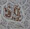 Ribosomal Protein L38 antibody, FNab07437, FineTest, Immunohistochemistry paraffin image 
