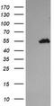 Tripartite Motif Containing 44 antibody, TA505510BM, Origene, Western Blot image 