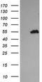 Tripartite Motif Containing 44 antibody, TA505510BM, Origene, Western Blot image 