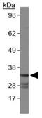 Caspase 7 antibody, GTX30242, GeneTex, Western Blot image 