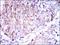 CD7 Molecule antibody, GTX60756, GeneTex, Immunohistochemistry paraffin image 