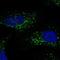 S100 Calcium Binding Protein B antibody, NBP1-87102, Novus Biologicals, Immunocytochemistry image 