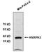 Heterogeneous Nuclear Ribonucleoprotein H3 antibody, PA5-41837, Invitrogen Antibodies, Western Blot image 