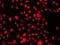 O-Sialoglycoprotein Endopeptidase Like 1 antibody, PA5-76330, Invitrogen Antibodies, Immunofluorescence image 