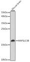 Microtubule Associated Protein 1 Light Chain 3 Beta antibody, LS-C750554, Lifespan Biosciences, Western Blot image 