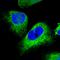 Stanniocalcin 2 antibody, HPA045372, Atlas Antibodies, Immunofluorescence image 