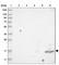 Arachidonate 5-Lipoxygenase Activating Protein antibody, HPA026592, Atlas Antibodies, Western Blot image 