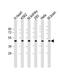 Growth Differentiation Factor 11 antibody, 61-067, ProSci, Western Blot image 
