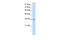 Heterogeneous Nuclear Ribonucleoprotein A1 Like 2 antibody, PA5-41732, Invitrogen Antibodies, Western Blot image 