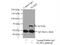 Nucleoporin 62 antibody, 13916-1-AP, Proteintech Group, Immunoprecipitation image 