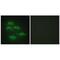 Serine Incorporator 3 antibody, PA5-49823, Invitrogen Antibodies, Immunofluorescence image 