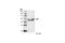 LYN Proto-Oncogene, Src Family Tyrosine Kinase antibody, 2732S, Cell Signaling Technology, Western Blot image 