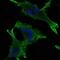 Junction Plakoglobin antibody, GTX60501, GeneTex, Immunocytochemistry image 