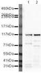 Mastermind Like Transcriptional Coactivator 1 antibody, PA5-19796, Invitrogen Antibodies, Western Blot image 