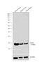 Cytochrome C Oxidase Subunit 4I1 antibody, PA1-46154, Invitrogen Antibodies, Western Blot image 