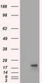 HspB5 antibody, TA500598S, Origene, Western Blot image 