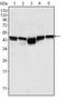 GSTA6P antibody, AM06391SU-N, Origene, Western Blot image 