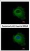 Purine Nucleoside Phosphorylase antibody, NBP2-19603, Novus Biologicals, Immunofluorescence image 