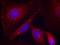 P21 (RAC1) Activated Kinase 1 antibody, GTX50211, GeneTex, Immunocytochemistry image 