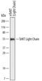 Tetanus toxin antibody, MA5-24273, Invitrogen Antibodies, Western Blot image 