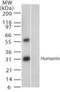 Humanin antibody, NB100-56877, Novus Biologicals, Western Blot image 