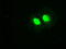 Polo Like Kinase 1 antibody, M00182-2, Boster Biological Technology, Immunofluorescence image 