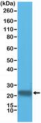 Glutathione S-Transferase Pi 1 antibody, MA5-27913, Invitrogen Antibodies, Western Blot image 