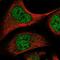 ETS Transcription Factor ELK4 antibody, PA5-55994, Invitrogen Antibodies, Immunofluorescence image 