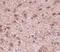 Nipsnap Homolog 3B antibody, NBP1-77341, Novus Biologicals, Immunohistochemistry paraffin image 