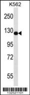 RAS Protein Activator Like 2 antibody, 56-781, ProSci, Western Blot image 